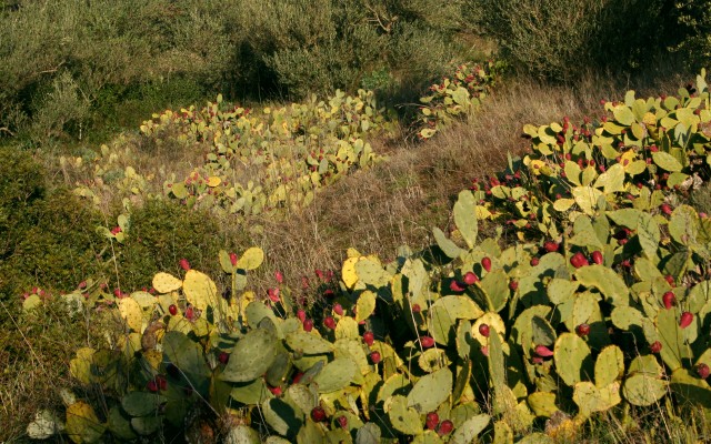 Boutures de figuiers de barabarie - jardiner avec Rose Philange