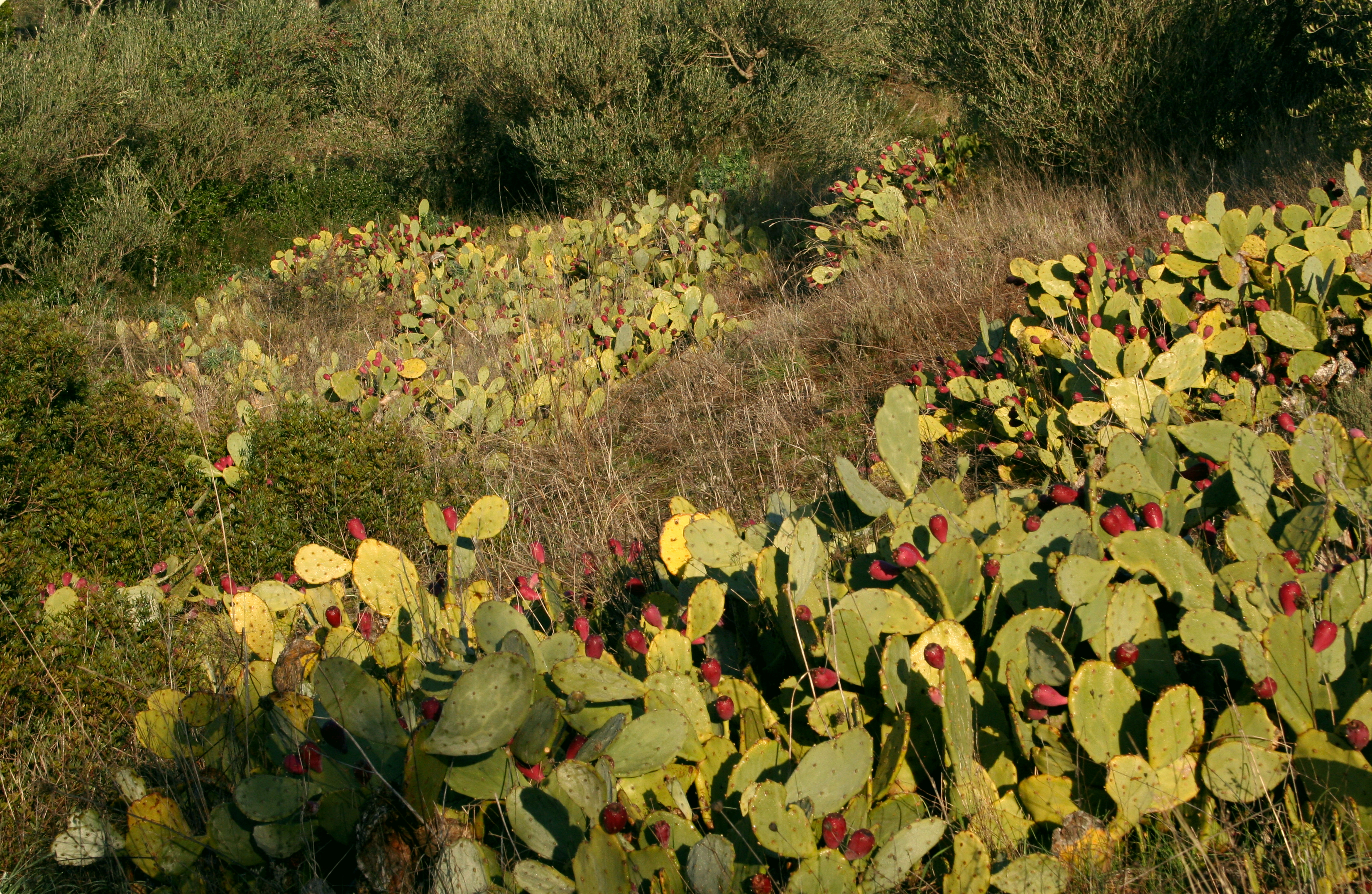 Boutures de figuiers de barabarie - jardiner avec Rose Philange