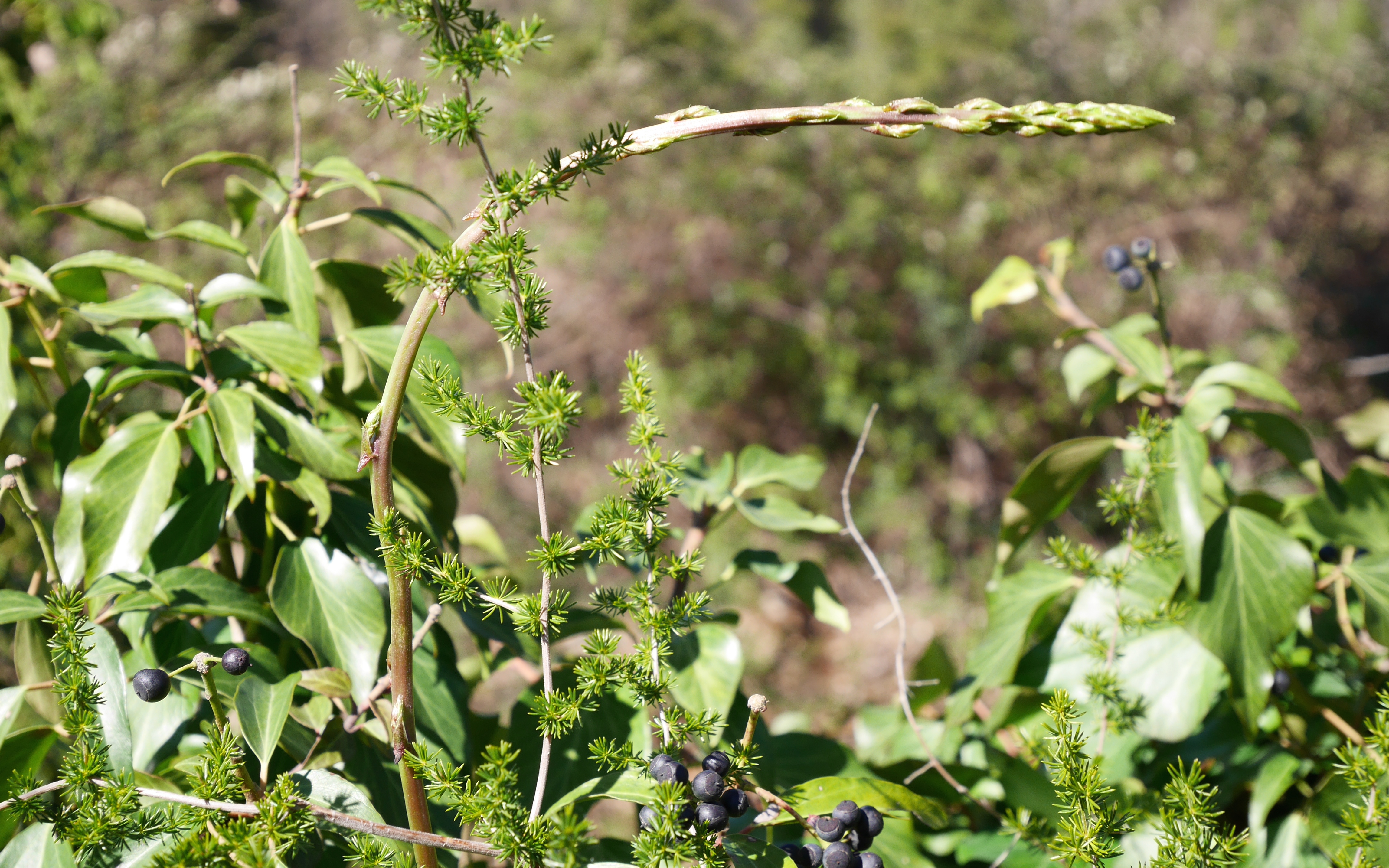 Asperge sauvage