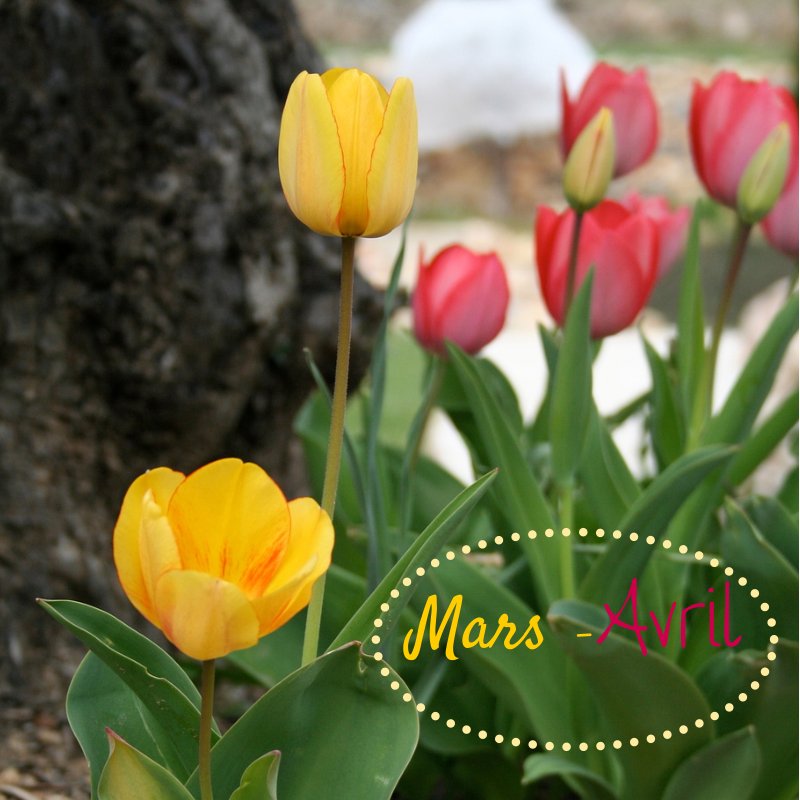 Tulipes mars avril