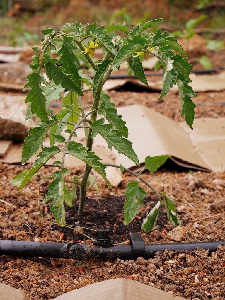 Plan de tomate potager provençal