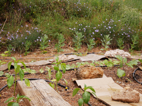 Potager Provençal sauvage