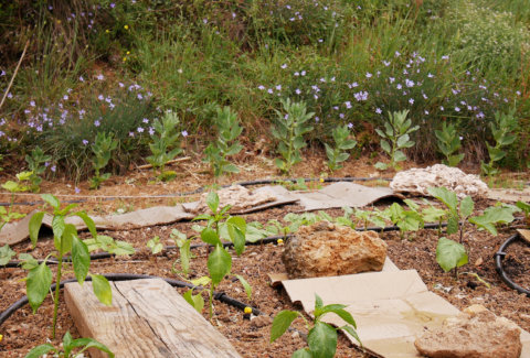 Potager Provençal sauvage