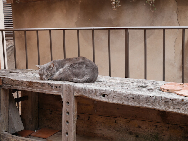 Chat à Moustiers sainte Marie