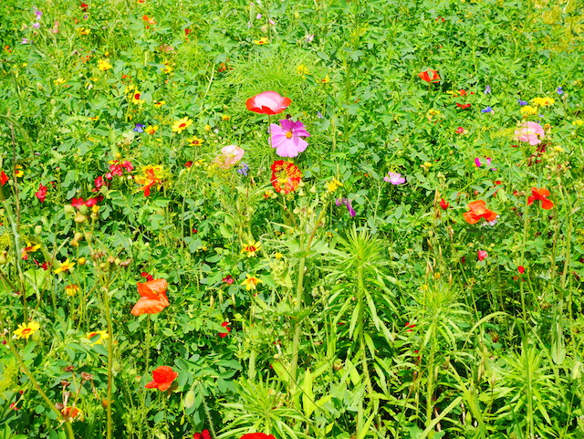 potager provençal