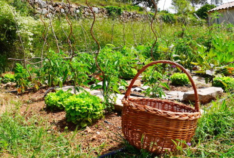 potager provençal