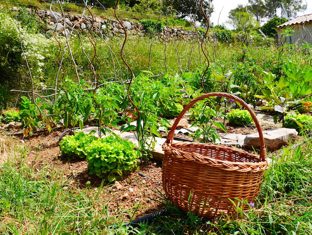 potager provençal