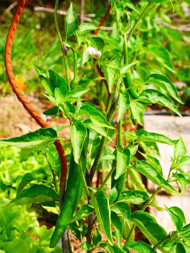 Piments au potager provençal