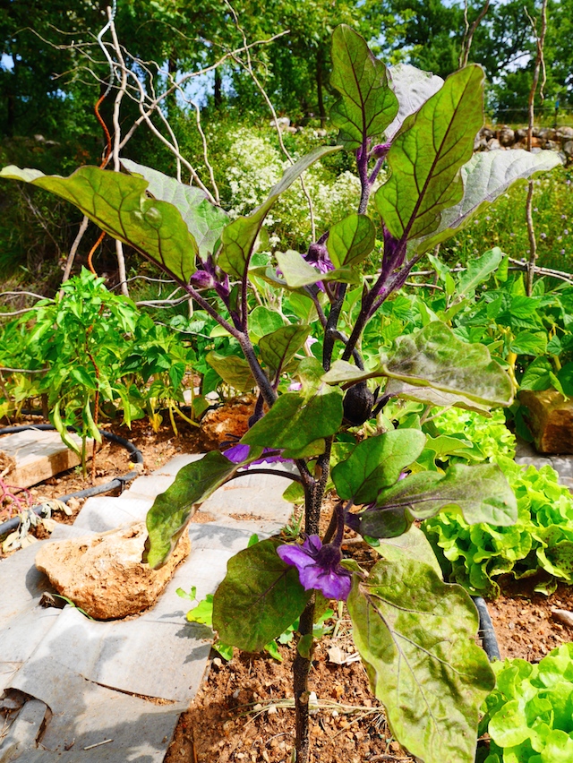 AuberginesPotager provençal