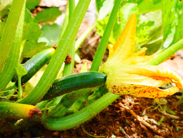 COURGETTES Potager provençal