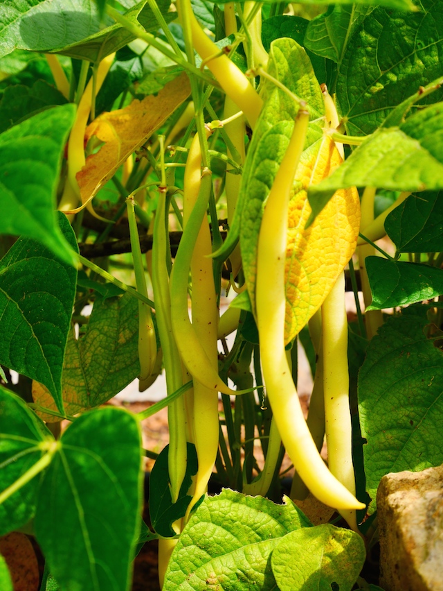 Potager provençal haricots beurre