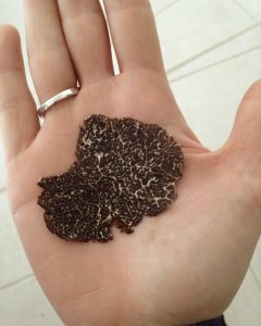 Truffe noires Truffes noires